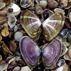 papillons-coquillage