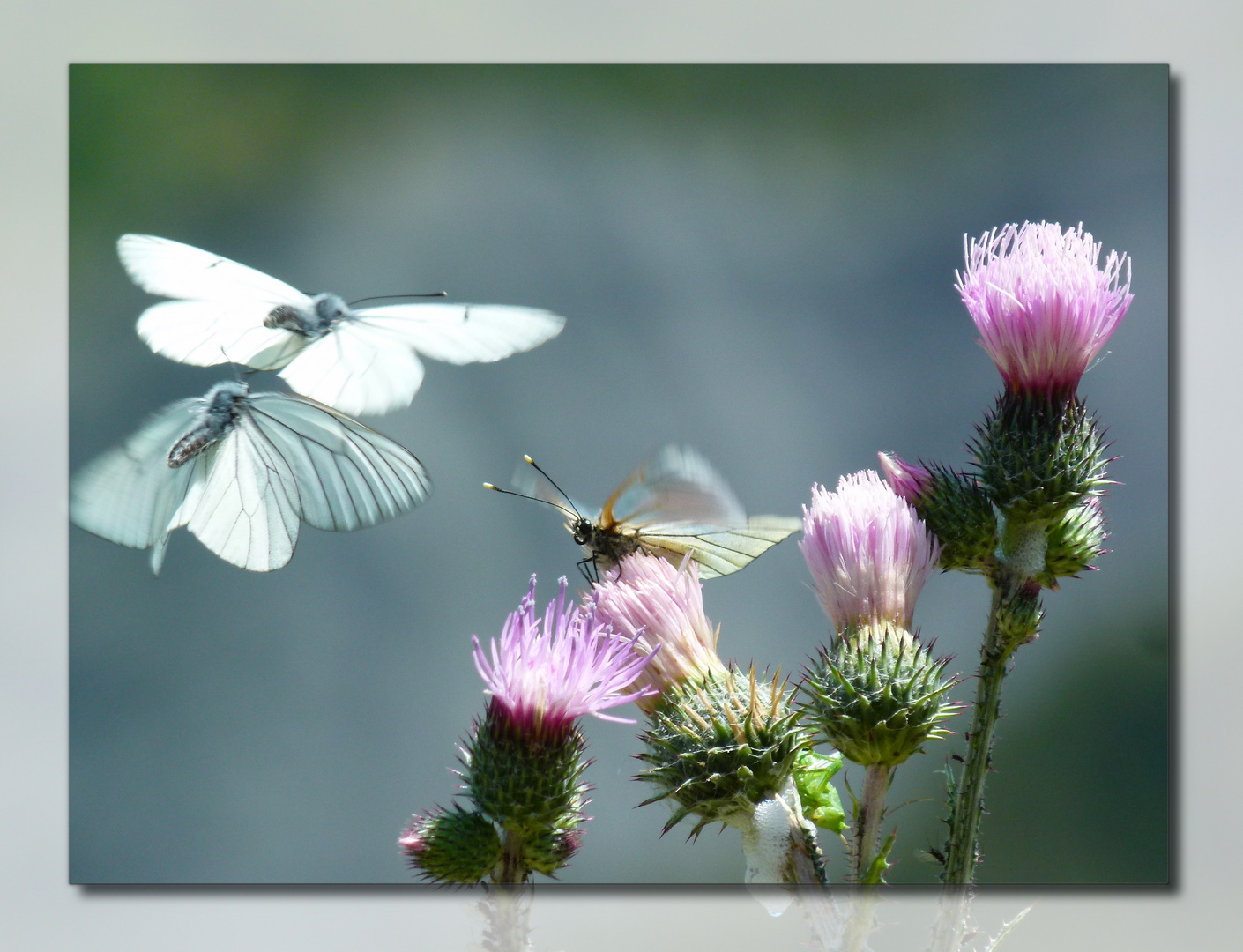 Papillons D Amour Photo Et Image France Nature Macro Images Fotocommunity
