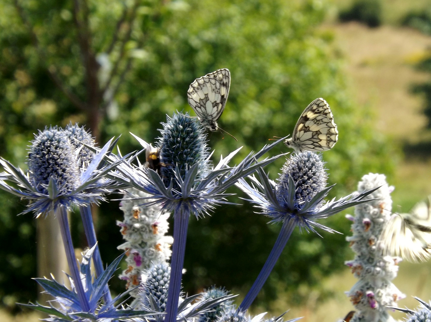 papillons