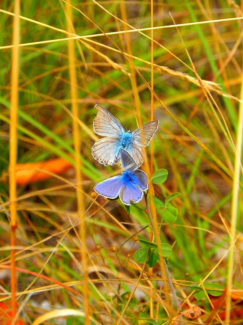 Papillons des Alpes