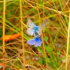 Papillons des Alpes