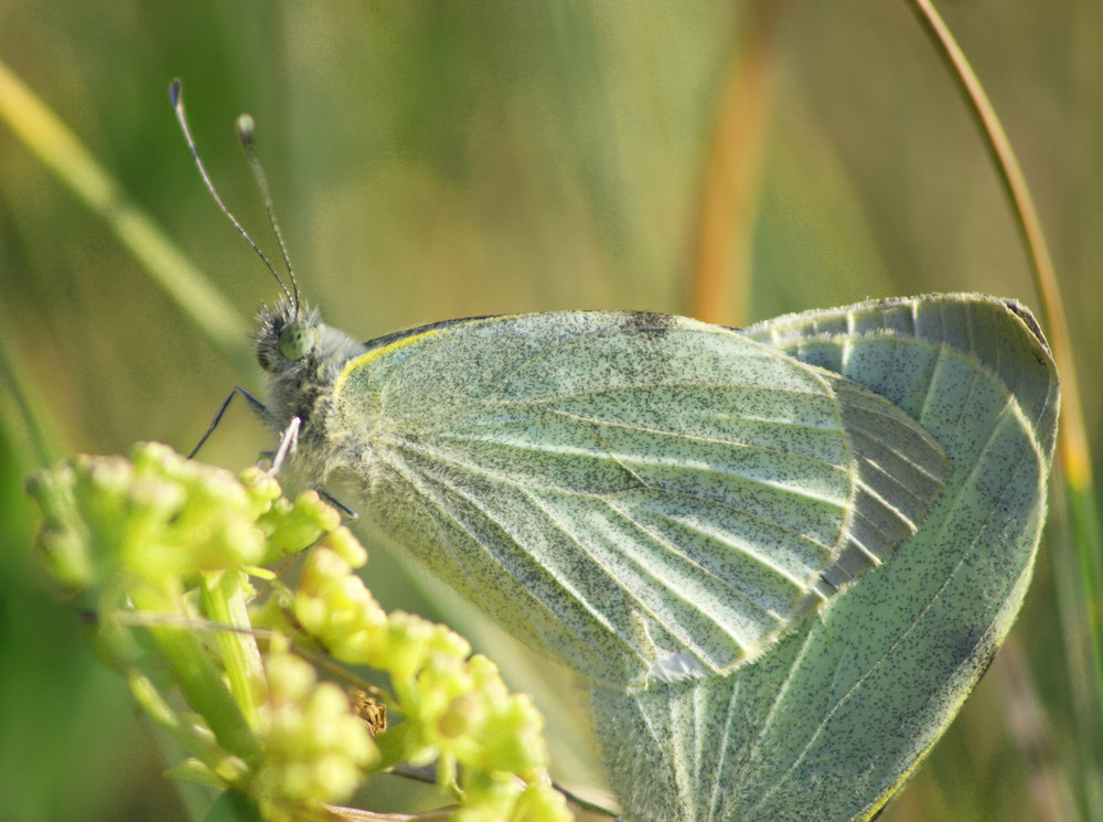 papillons