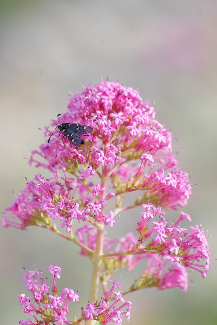 Papillons et insectes  de Segoussac (Gard)