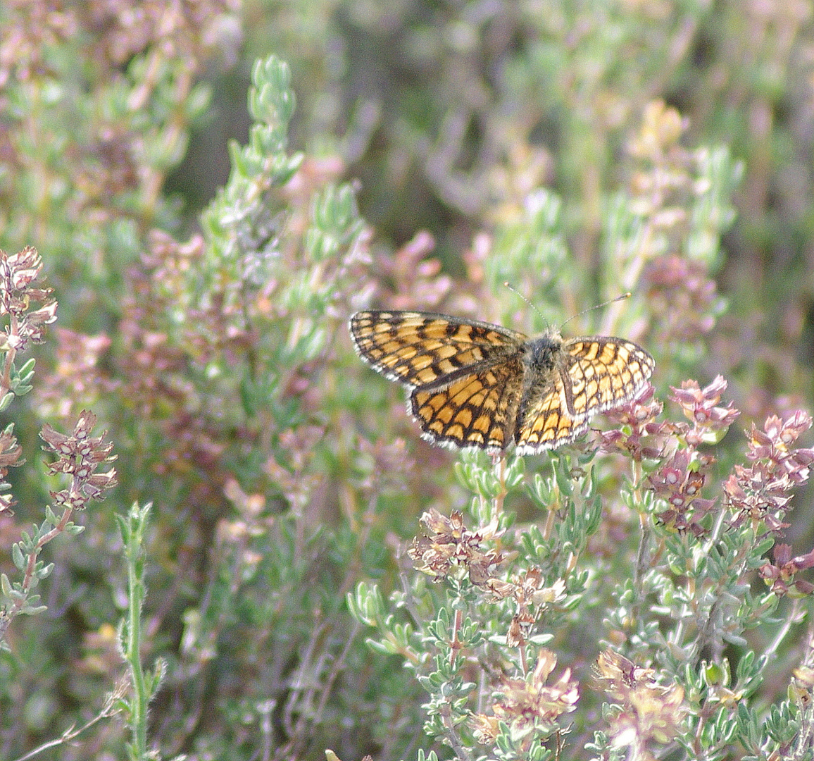 Papillons et insectes  de Segoussac (Gard)