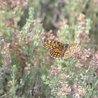 Papillons et insectes  de Segoussac (Gard)