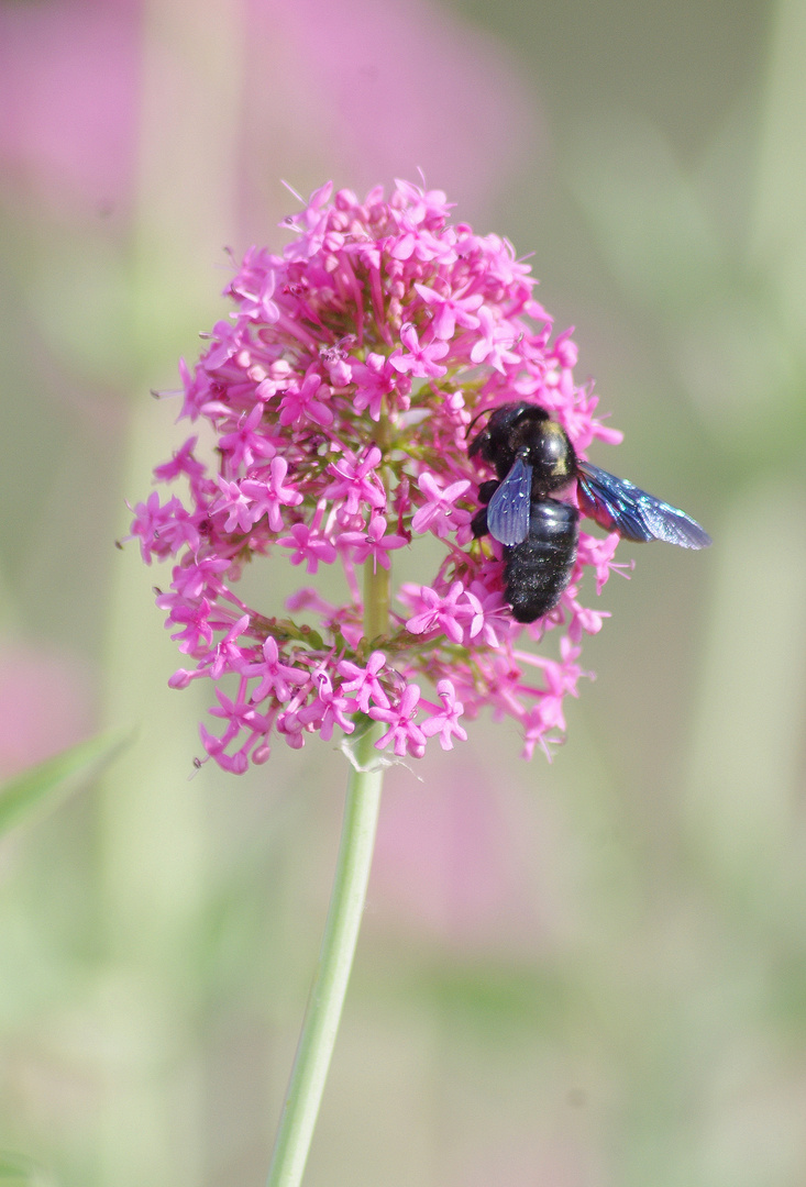 Papillons et insectes  de Segoussac (Gard)