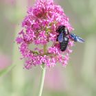 Papillons et insectes  de Segoussac (Gard)