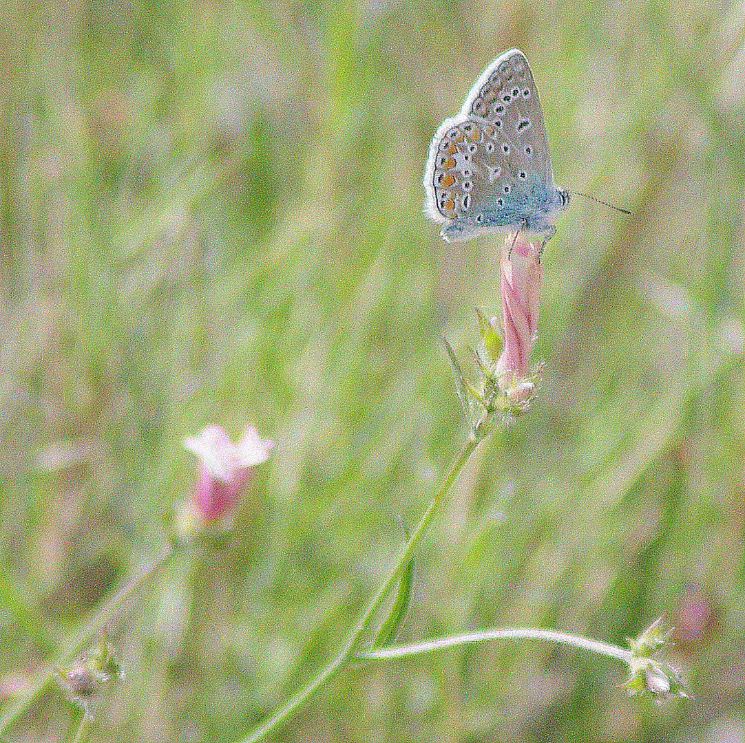 Papillons et insectes  de Segoussac (Gard)