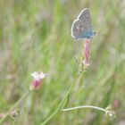 Papillons et insectes  de Segoussac (Gard)