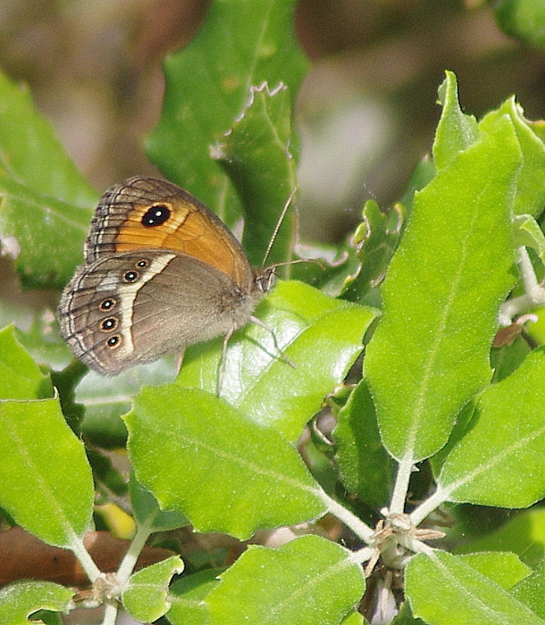 Papillons et insectes  de Segoussac (Gard)