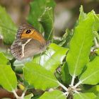 Papillons et insectes  de Segoussac (Gard)