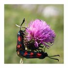 Papillons géométriques