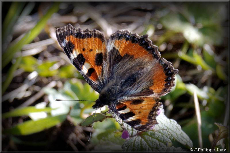 Papillons - La petite tortue