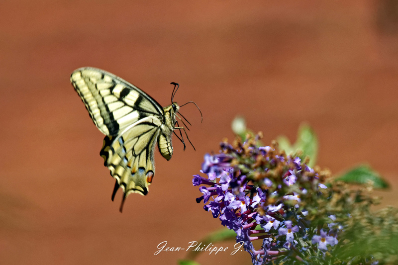 Papillons - Le Machaon 