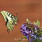 Papillons - Le Machaon 