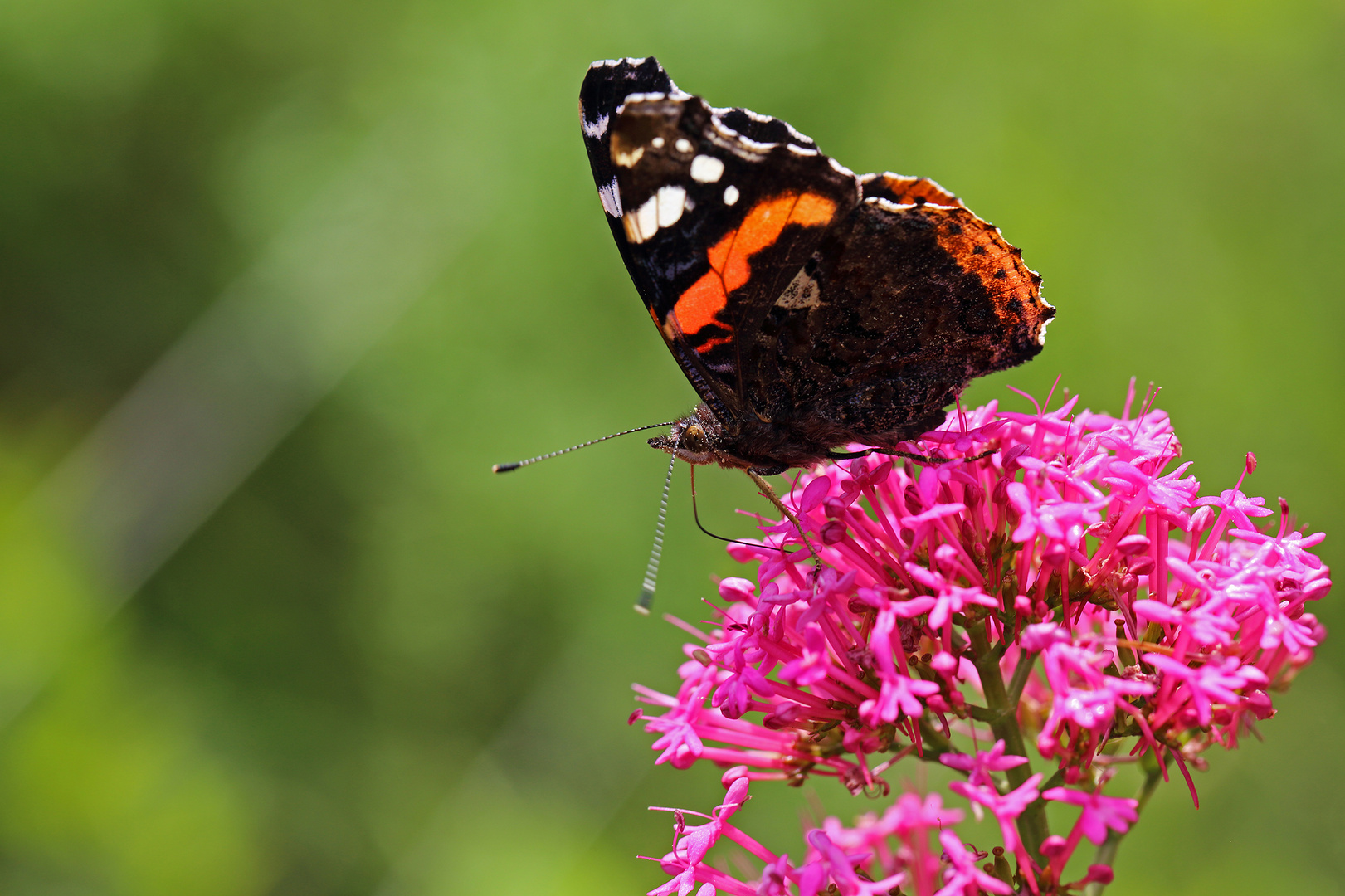 Papillons:   Le retour .....