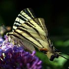 Papillons - Le voilier blanc 