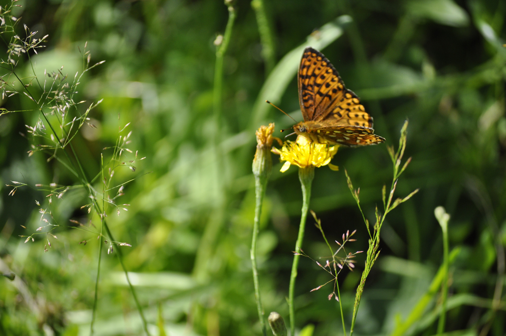 papillons quebecois