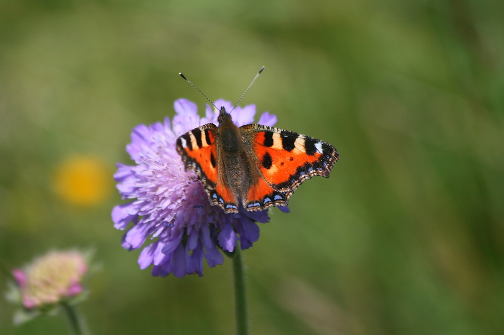 papillons qui fait sont repas