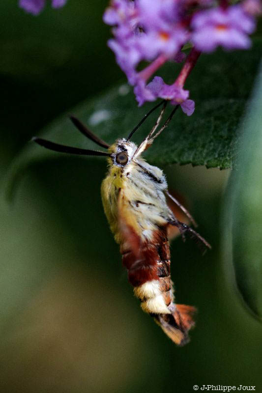 Papillons - Sphinx-Gazé