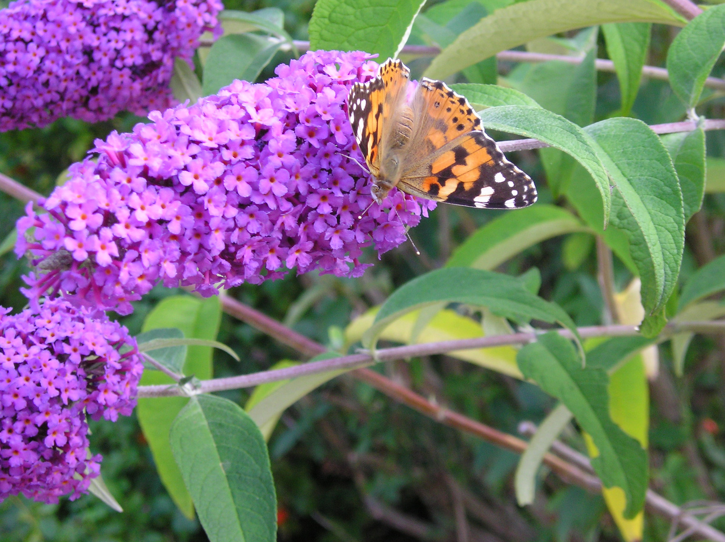 Papillons sur fleur