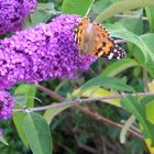 Papillons sur fleur