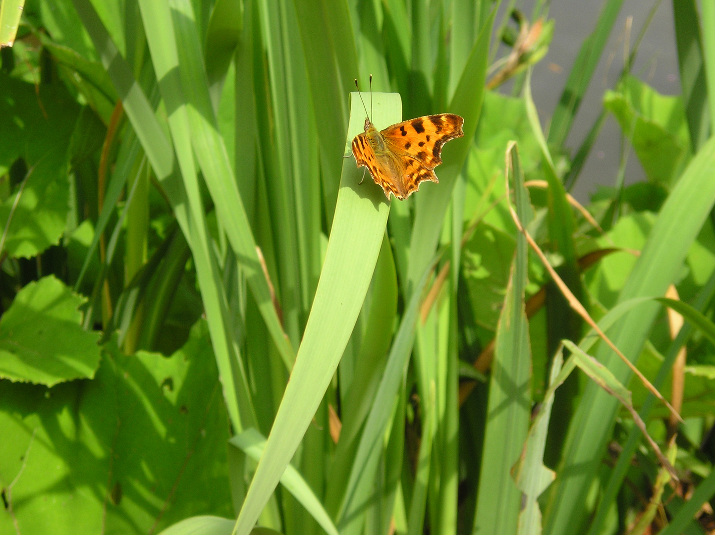 Papillons sur tige