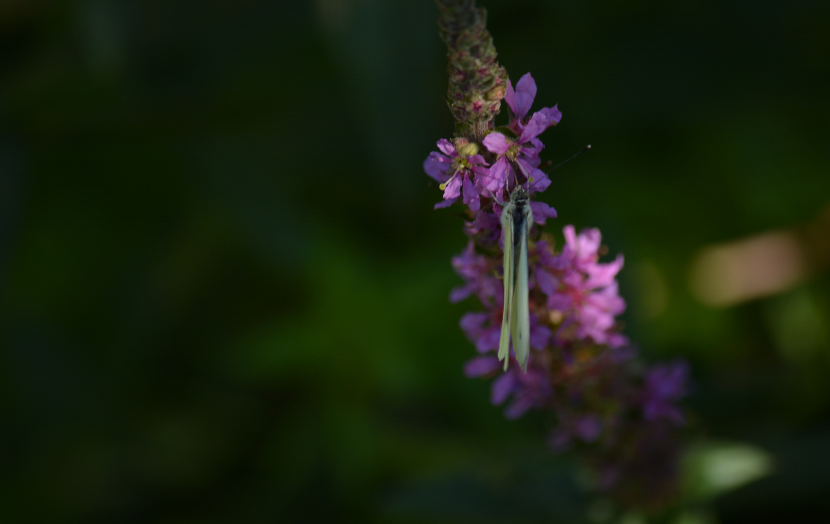 Papillons tête a l'envers