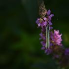 Papillons tête a l'envers