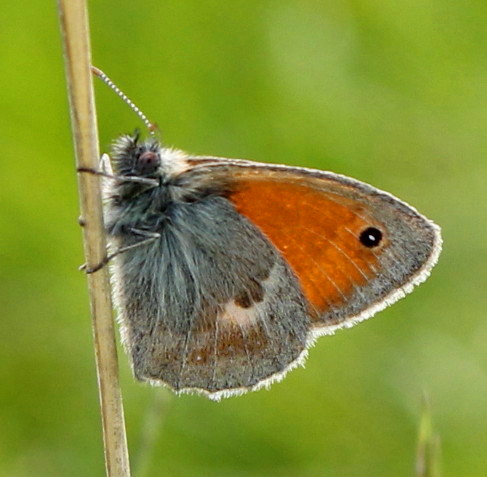 Papillonus