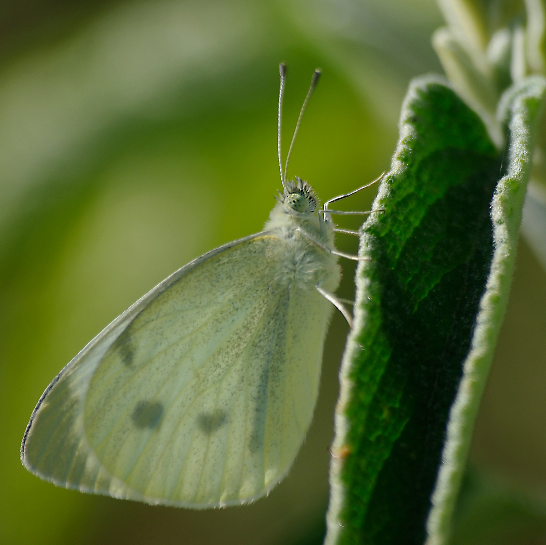 Papillonus blancus !