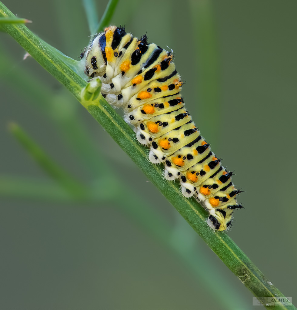 Papilo machaon