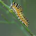 Papilo machaon