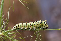 Papiloi Machaon