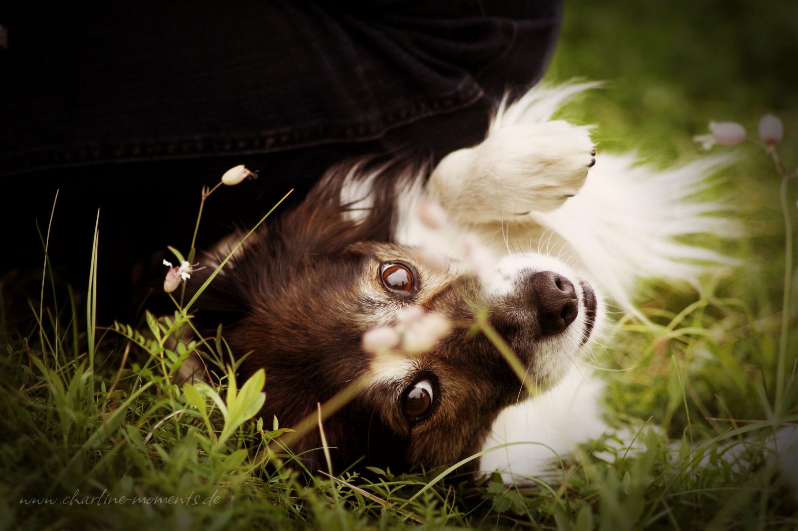 Papilon-Jack Russel-Spitz Mischling