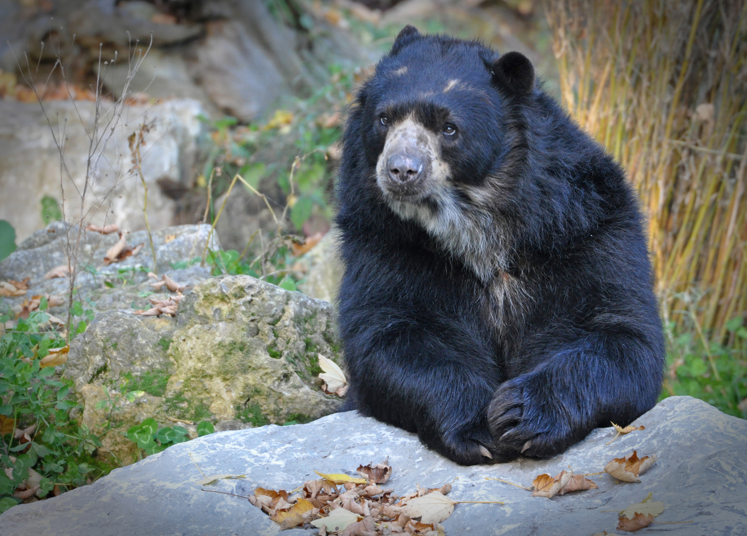Paplo Foto & Bild tiere, zoo, wildpark & falknerei, säugetiere Bilder