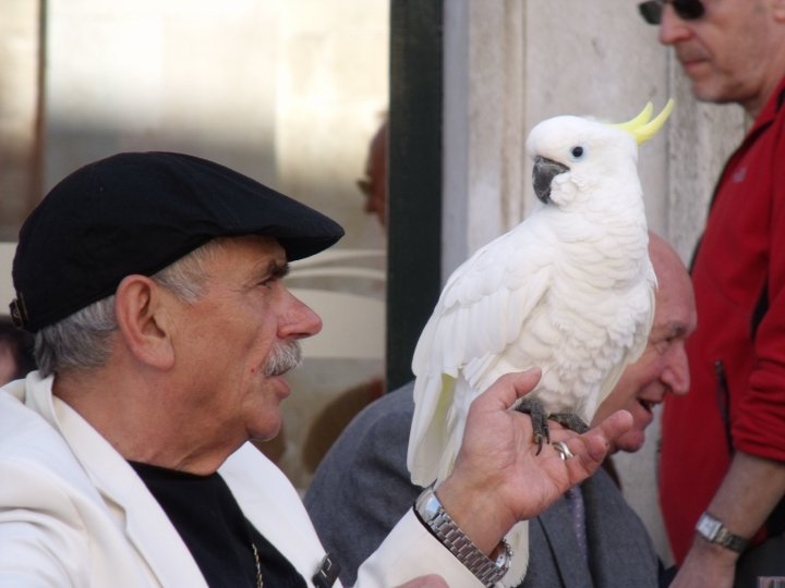 pappagallo a dubrovink