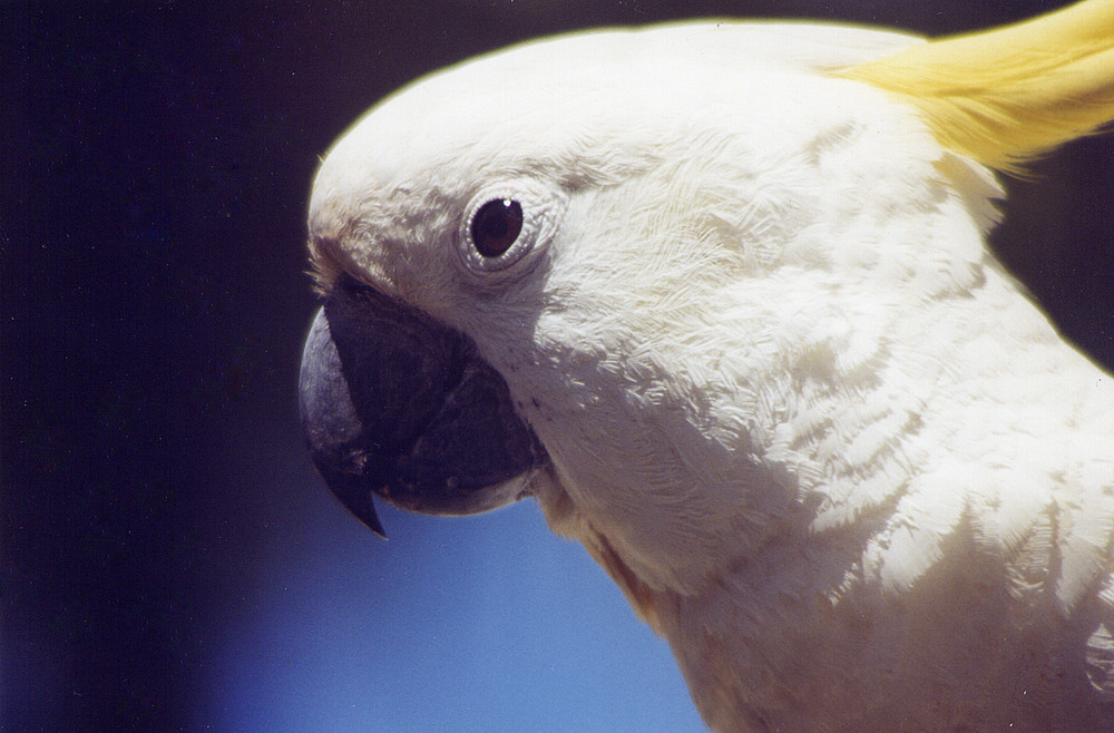 Pappagallo australiano