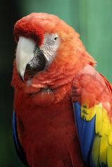 pappagallo multicolor