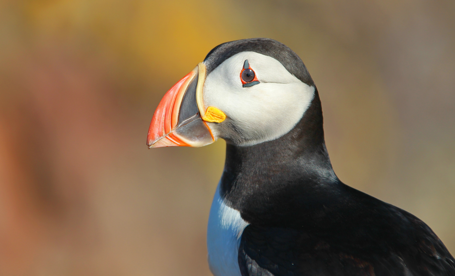 Pappageitaucher auch Puffin oder Lundi genannt