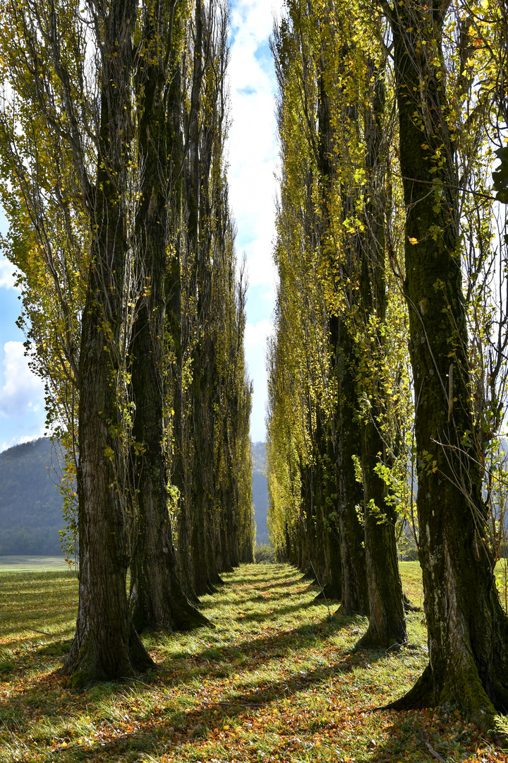 Pappel-Allee