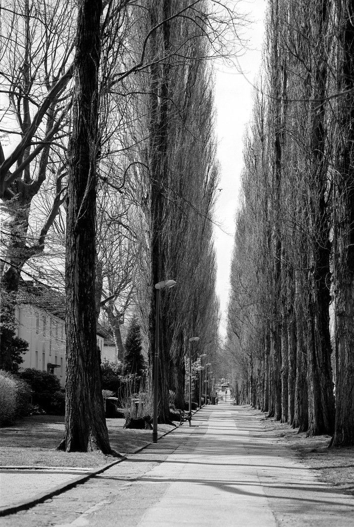 Pappel-Allee