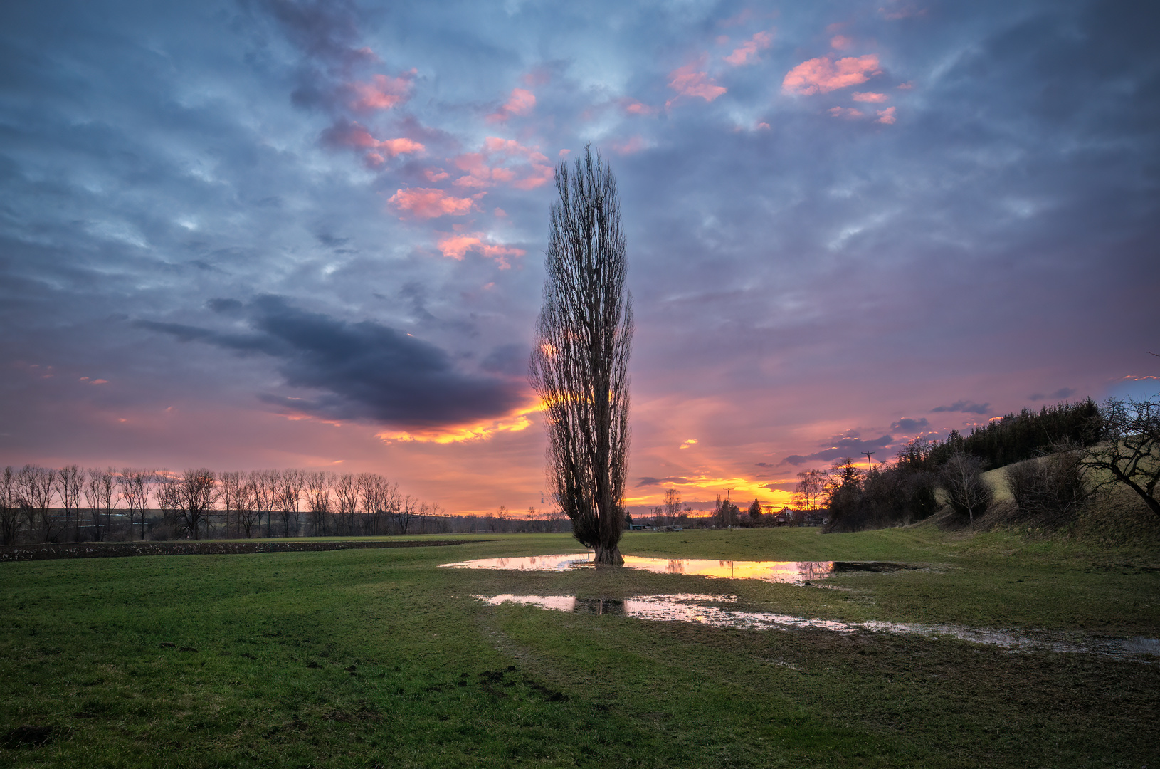 Pappel bei Sonnenuntergang