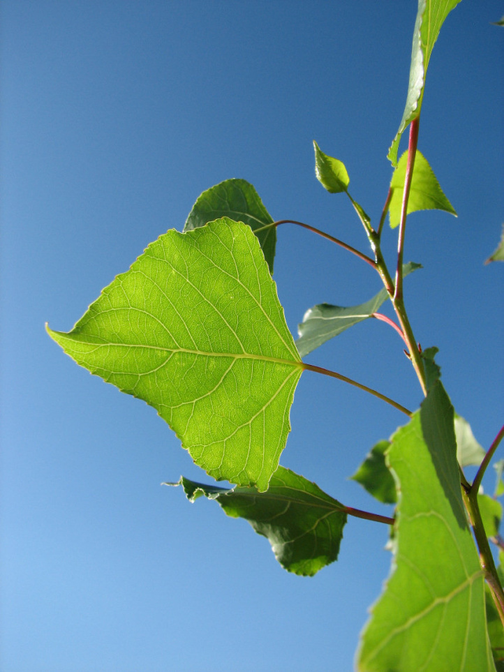 Pappel im Garten