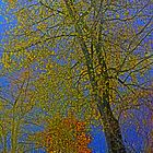 Pappel im Herbst bei Gegenlicht