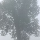 Pappel im Nebel