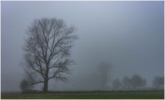 Pappel im Nebel