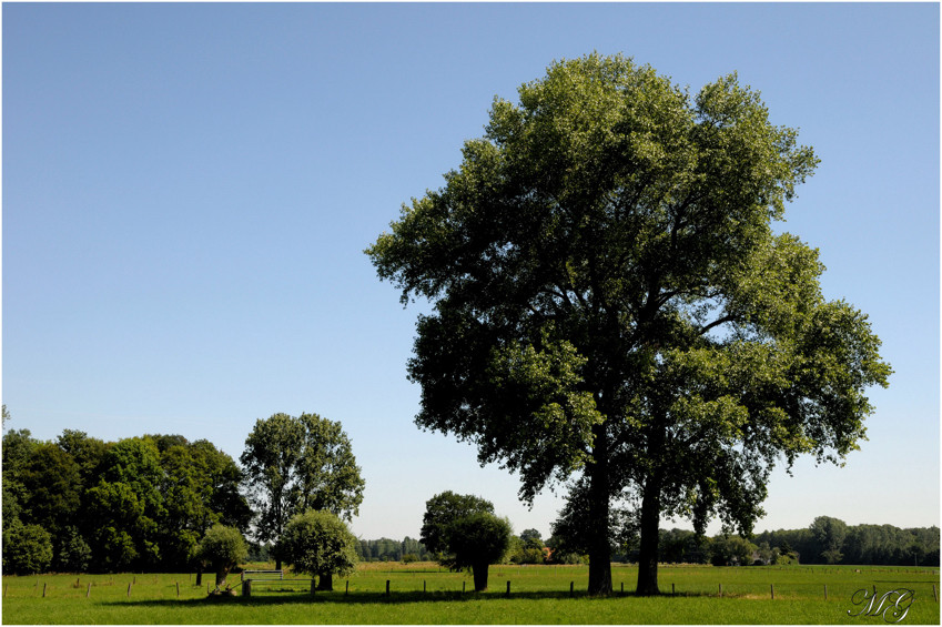 Pappel im Sommer