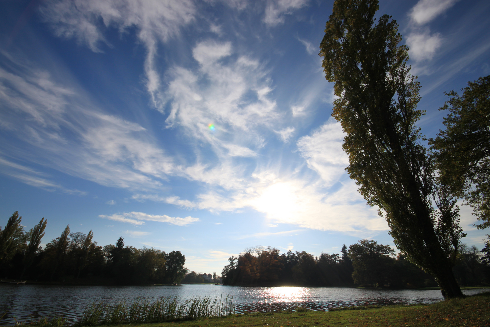 Pappel im Wörlitzer Park