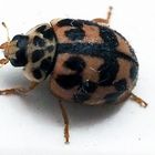 Pappel-Marienkäfer (Oenopia Conglobata) 